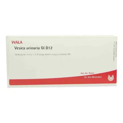 VESICA URINARIA GL D 12 ampulas, 10X1 ml VESICA URINARIA GL D 12 ampulas, 10X1 ml