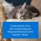 TRAUMEEL LT ad us.vet.ampulas, 5X5 ml