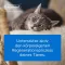 TRAUMEEL LT ad us.vet.ampulas, 50X5 ml