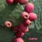 Plantana Prickly Pear sejas maska ar alveju, 1 gab